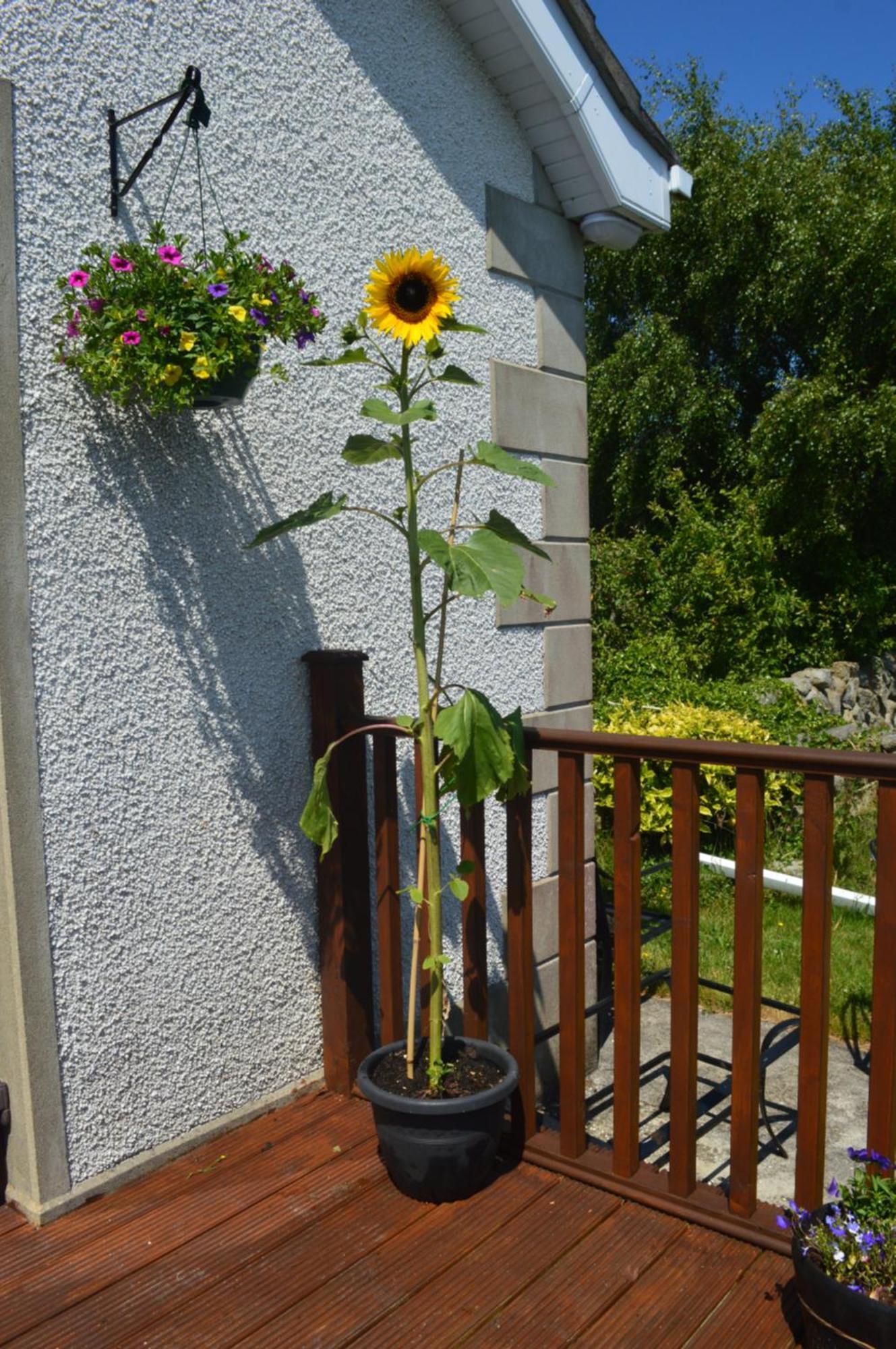Carrick Cove Self Contained Accomodation With Private Decking Annalong Luaran gambar